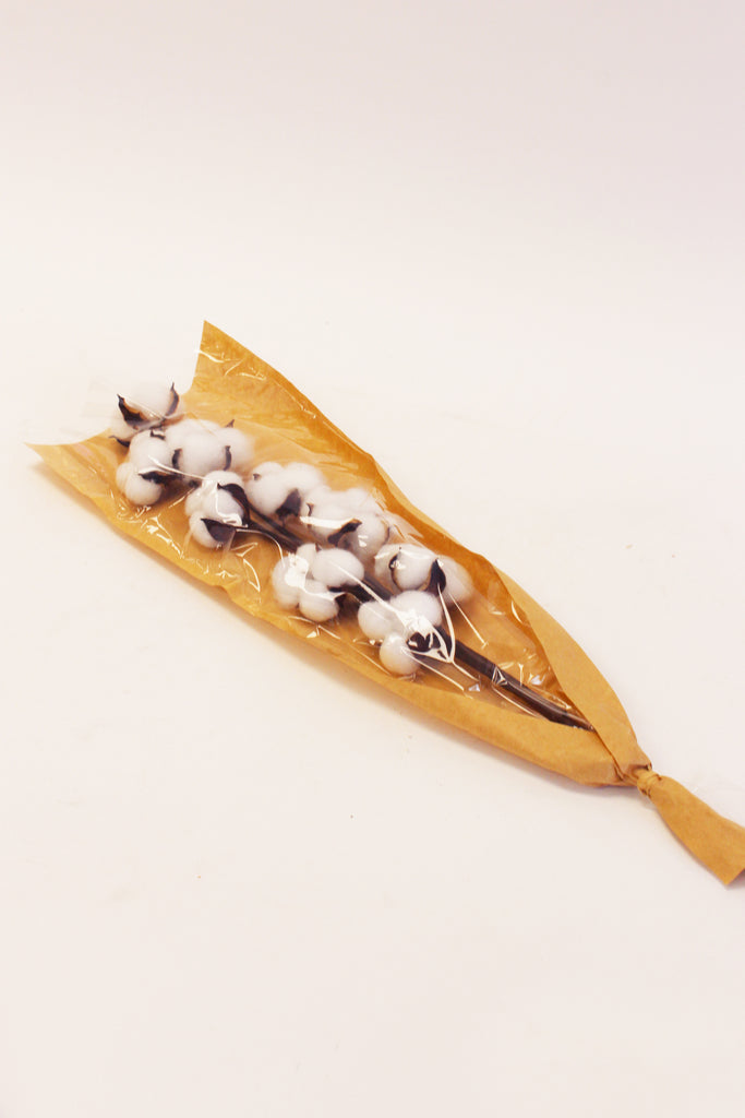 Cotton Stem