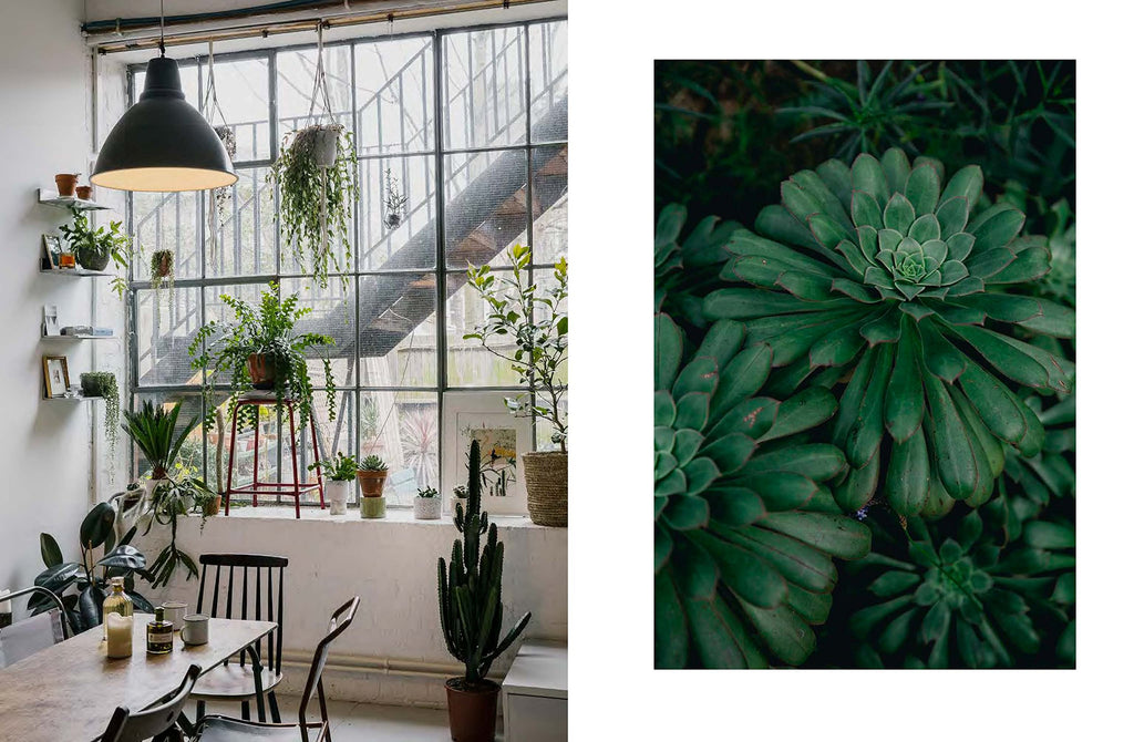 House Of Plants